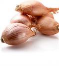 shallot 